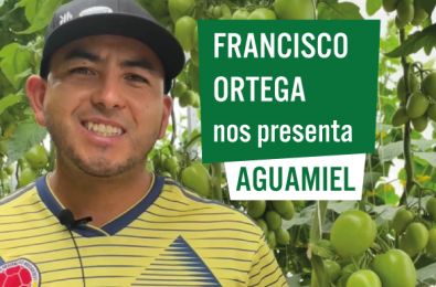 Testimonio tomate aguamiel Vilmorin-Mikado