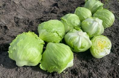 La lechuga Calblanque de Vilmorin Mikado en Guanajuato