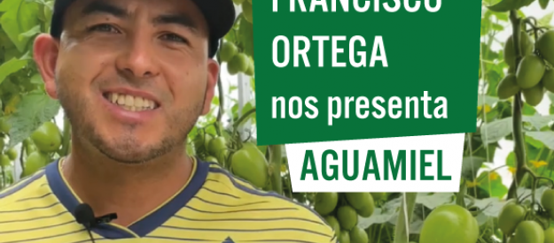 Testimonio tomate aguamiel Vilmorin-Mikado