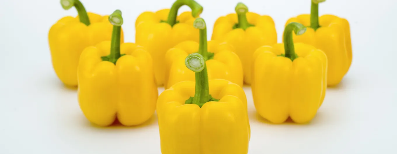 EGLANTINE F1| Producción y calidad inigualable de principio a fin