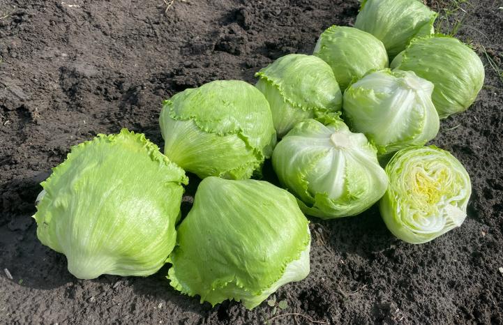 La lechuga Calblanque de Vilmorin Mikado en Guanajuato