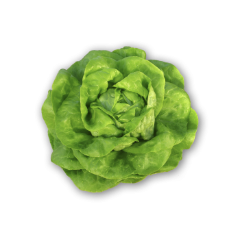 Lechuga