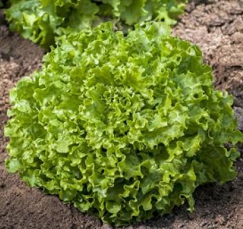 Lechuga