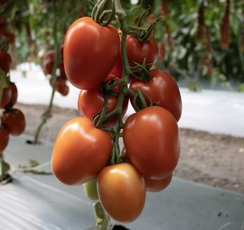 Tomate saladette tipo indeterminado semillas Vilmorin 