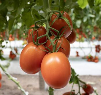 Tomate saladette tipo indeterminado semillas Vilmorin 