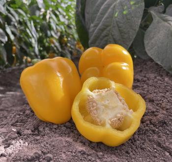 Pimiento blocky amarillo Vilmorin Experto semillas 