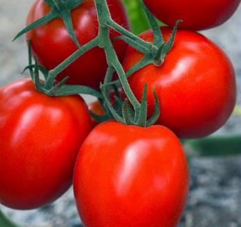 Tomate saladette tipo indeterminado semillas Vilmorin 