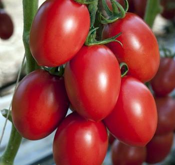 Tomate saladette tipo indeterminado semillas Vilmorin 