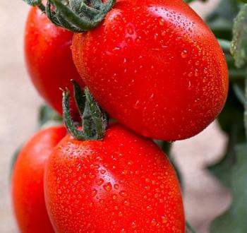 Tomate saladette tipo indeterminado semillas Vilmorin 