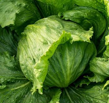 Vilmorin-Mikado experto lechuga semillas 