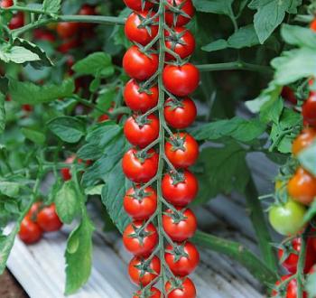 Tomate cherry  semillas Vilmorin 