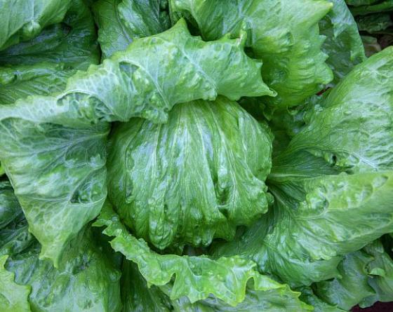 Lechuga experto vilmorin