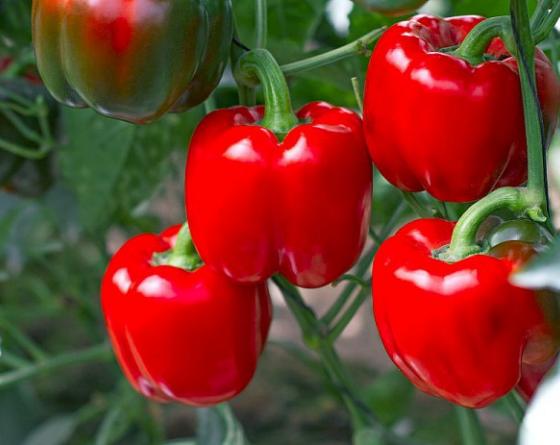 E4123 variedad vilmorin pimiento E4123 variedad vilmorin pimiento