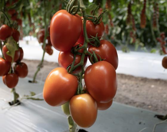 Tomate saladette tipo indeterminado semillas Vilmorin 