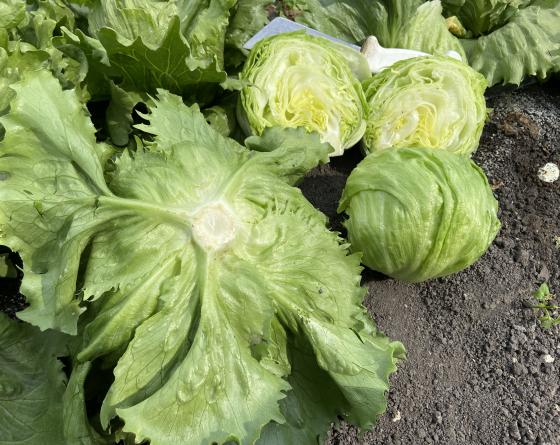 Vilmorin-Mikado experto lechuga semillas Vilmorin-Mikado experto lechuga semillas