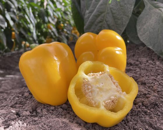 Pimiento blocky amarillo Vilmorin Experto semillas 