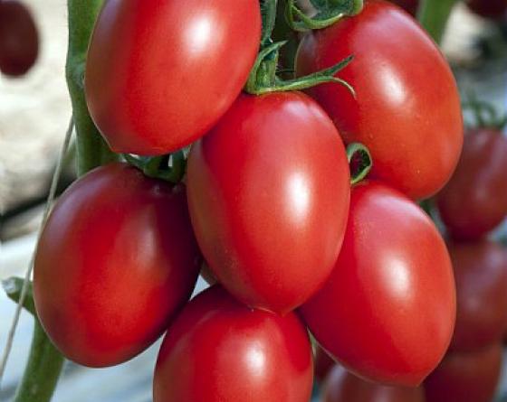 Tomate saladette tipo indeterminado semillas Vilmorin 