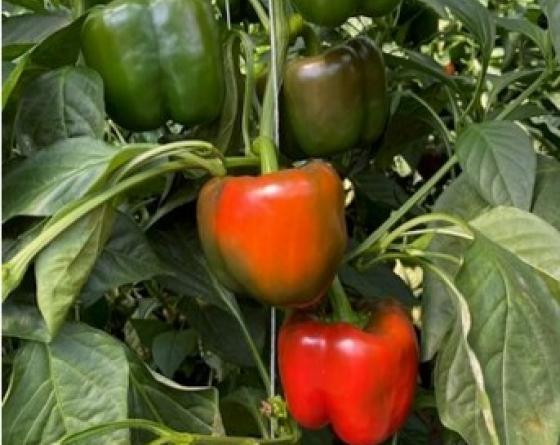 Robin Variedad Vilmorin-Mikado pimiento Robin Variedad Vilmorin-Mikado pimiento