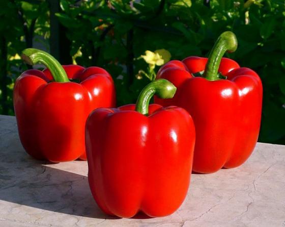 Tyson variedad Vilmorin pimiento Tyson variedad Vilmorin pimiento