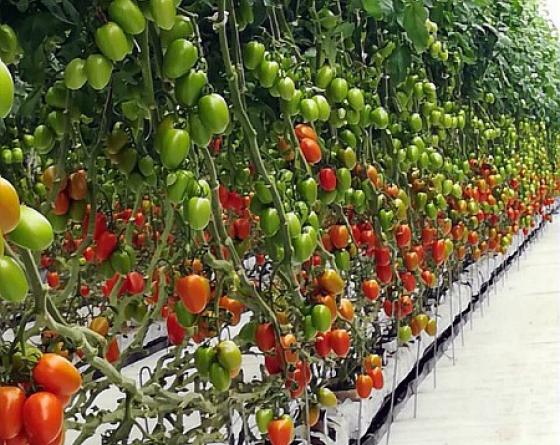 Tomate saladette tipo indeterminado semillas Vilmorin Tomate saladette tipo indeterminado semillas Vilmorin